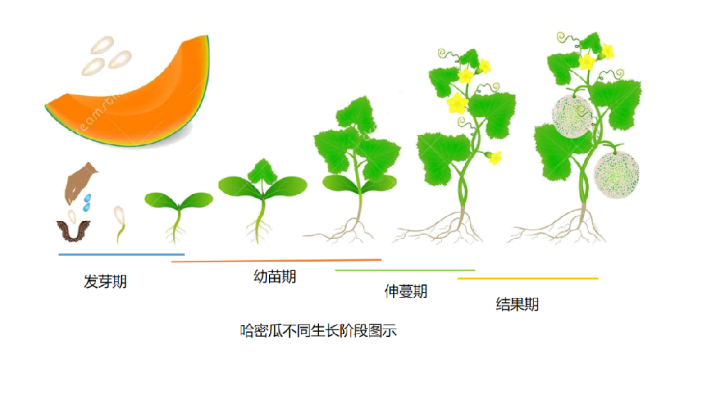 哈密瓜种植施肥方案