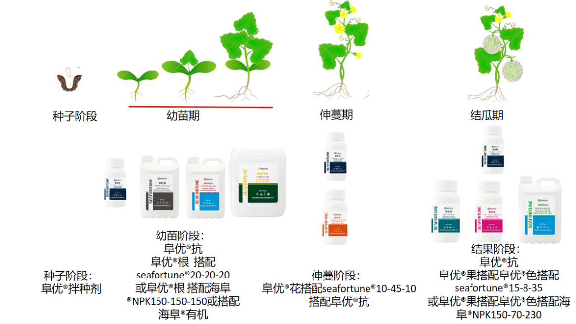 哈密瓜种植施肥方案