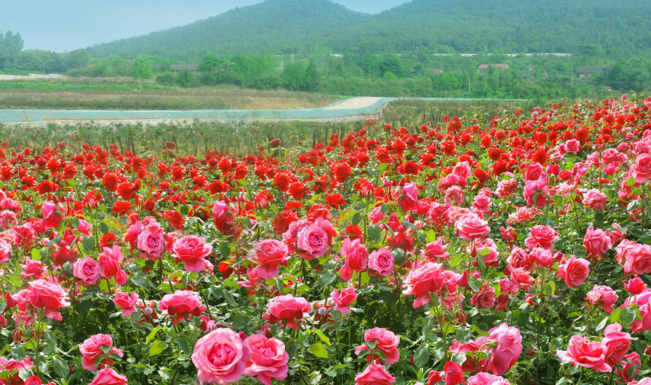 玫瑰花种植过程中需要施什么肥