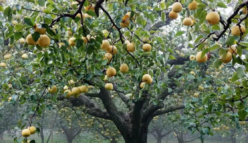 梨树现在打什么药好