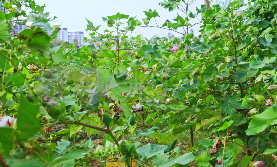 棉花病虫害的综合防治方法