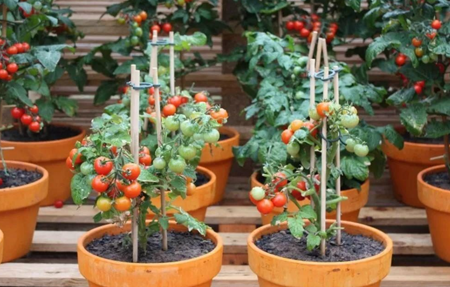 阳台种植西红柿的肥料