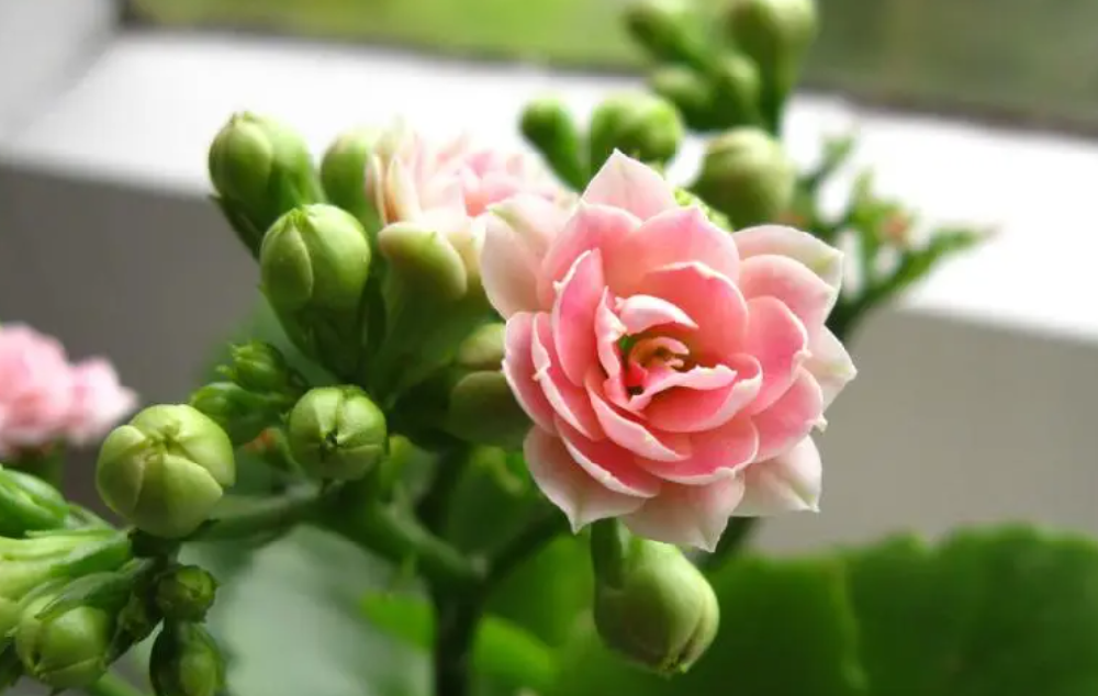 长寿花最喜欢什么肥料