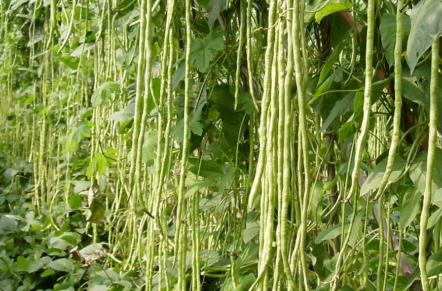 豆角保花保果用什么肥料