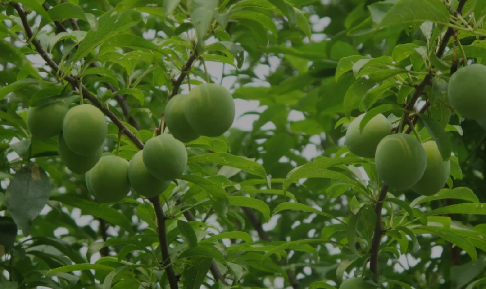 李树保花保果用什么肥料