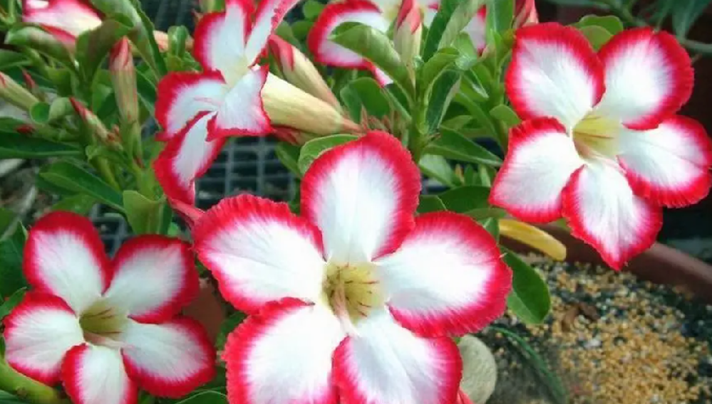 沙漠玫瑰花期施什么肥