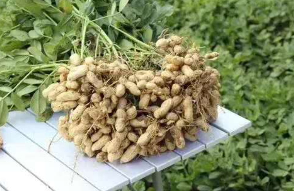 花生保花保果用什么肥料
