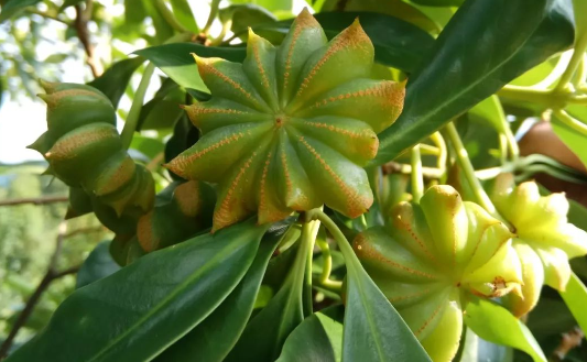 八角树保花保果绝招