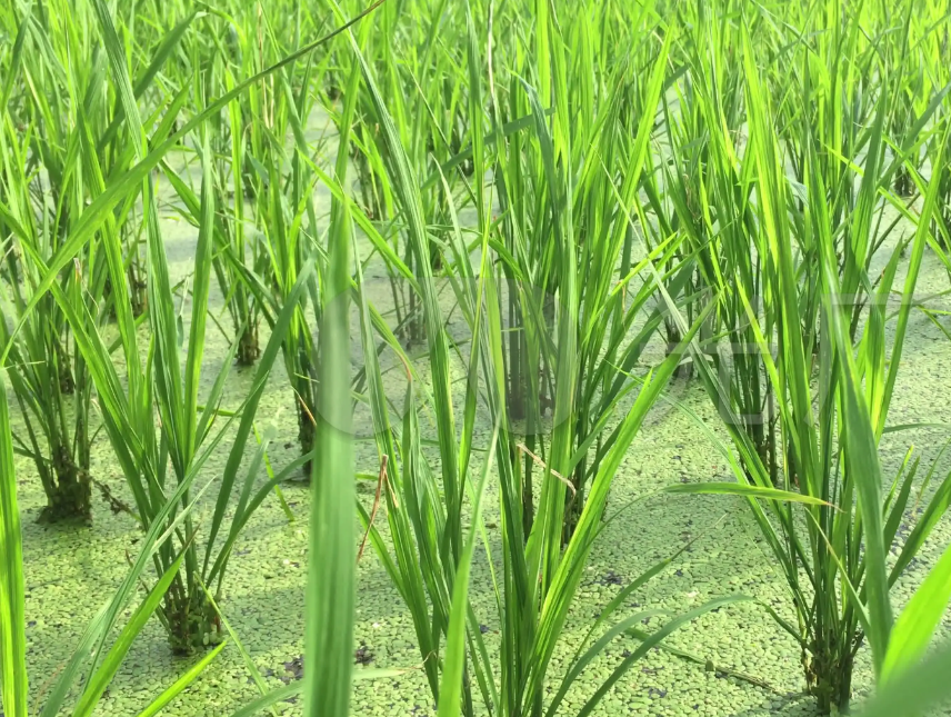 秧苗烂根怎么办