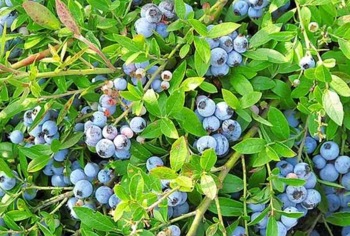 蓝莓怎么种植和养护