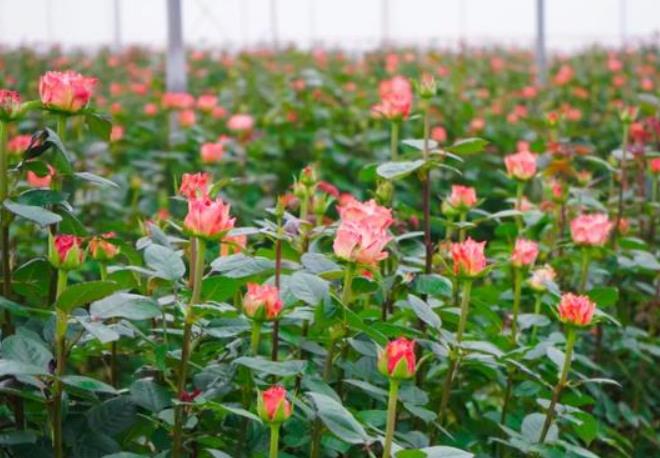 种植玫瑰花用什么土壤