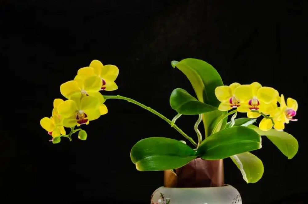 蝴蝶兰花需要什么养料才能开花