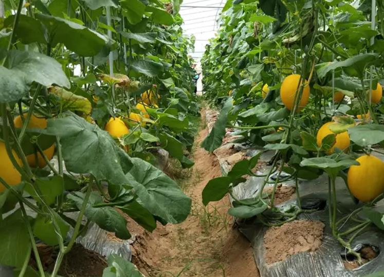 甜瓜种植方法、管理技术及温度控制