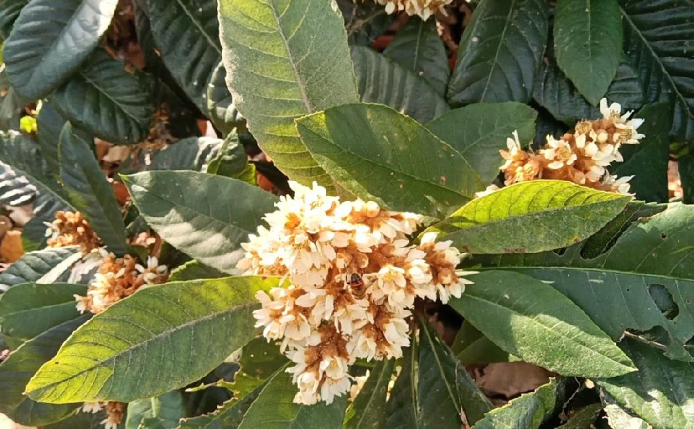 枇杷开花不坐果怎么办