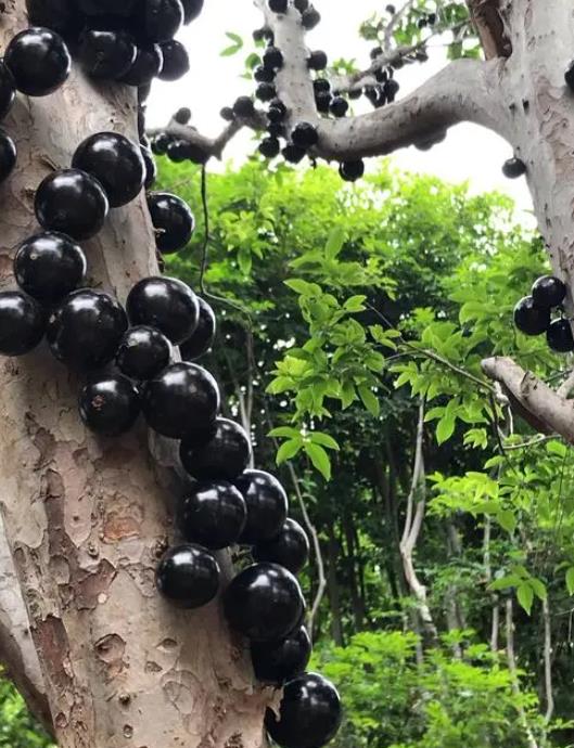 嘉宝果怎样促开花结果