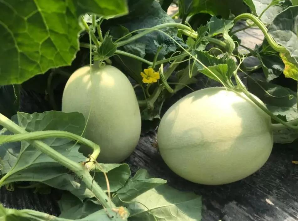 玉菇甜瓜种植技术