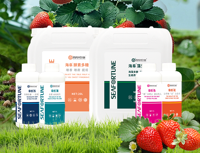 草莓怎样管理结得又大又多