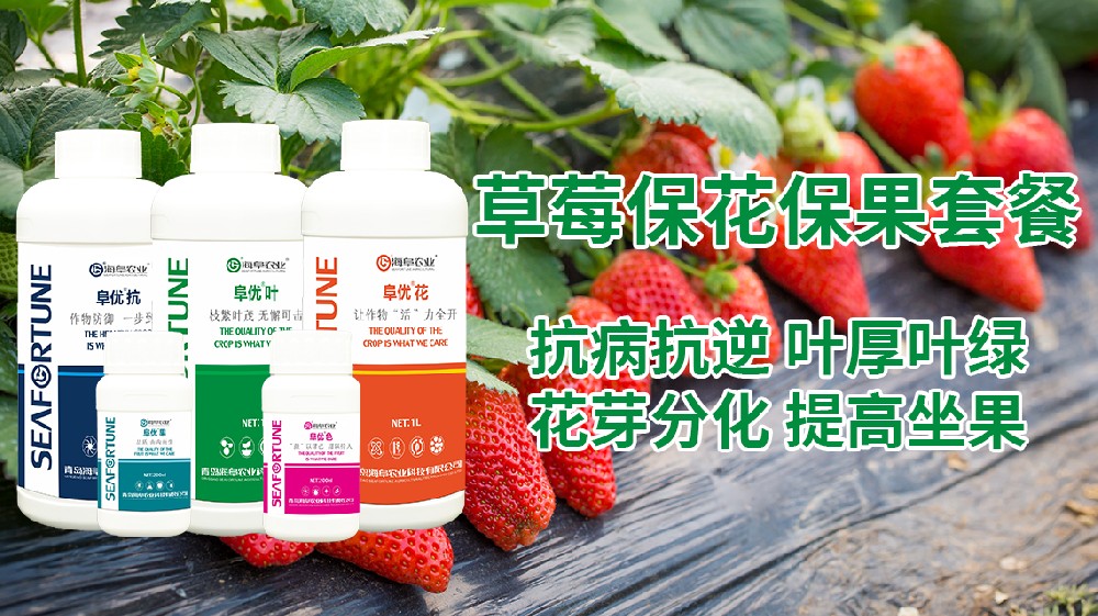 怎样让草莓多结果