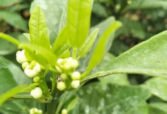 促进花芽分化的作用是什么