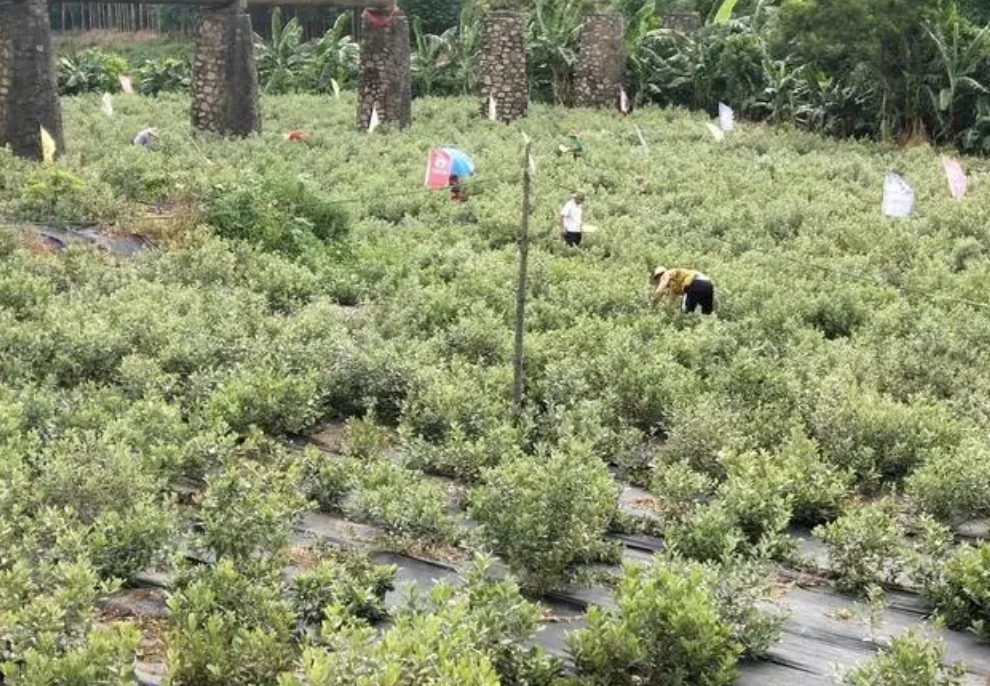 桃金娘要施什么肥